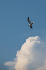seagull in flight