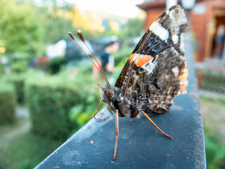 Butterfly closeup view on the terrace of the house