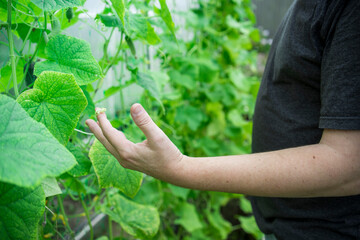 A man is touching a leafy green plant