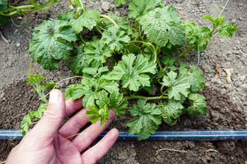 bitter melon plant, close-up shot of bitter melon plant,