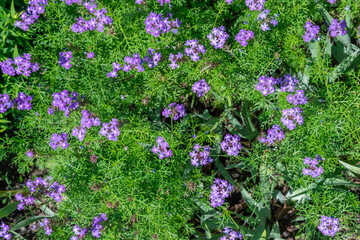 Fototapeta premium Purple flowers of verbena laciniata blooming in botanical garden. Flowering herbaceous perennial plant is slender vervain or tuberous. Hedge of verbenaceae family used in alternative medicine.