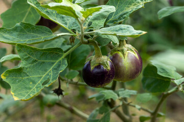 Eggplant in the vegetable field waiting to be picked for consumption. Eggplant hanging on the eggplant tree.