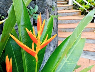 Heliconia psittacorum plant in garden  © KoraKoraDesign 