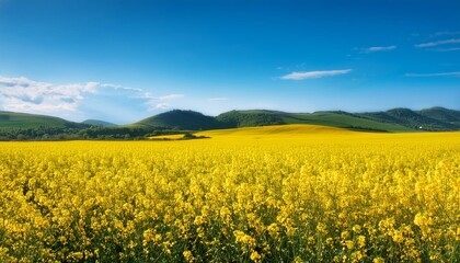 Obraz premium Beautiful bright landscape of large field with yellow rapeseed flowers in summer day in countryside with hills in background