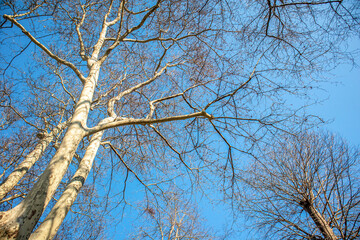 bare tree branches against blue sky