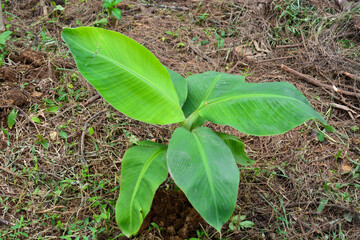 Banana plants planted in a large garden