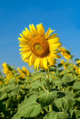 Beautiful sunflower blooming in sunflower field with blue sky background. Lop buri