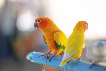 ​​sun conure cute small bird standing on long bar.