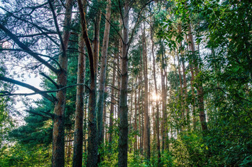 Amazing coniferous tree grove in England (Wales, Scotland Northern Ireland)