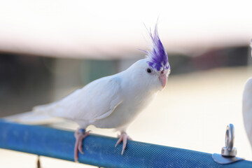 Cockatiel ​​cute small bird standing on long bar.