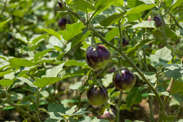 Eggplant or brinjal grows in a garden on a beautiful morning light. Fresh and raw image. Selective focus.