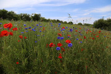 prairie de fleurs des champs