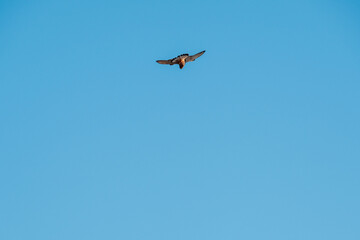 Scenic ocean landscape. with bird in Vereda da Ponta de  in Madeira island, Portugal.