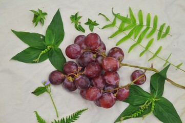 bunch of grapes on the vine