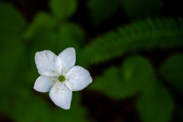 Single Columbian Windflower Grows Among The Ferns of Redwood