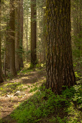 Sun Highlights Forest of Yosemite National Park Along the Deer Camp Road