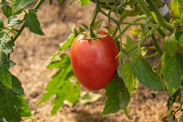 Red-green apple grows on a tree. The fruit is fresh, ripe, juicy. Summer garden, close-up.