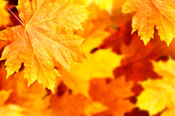 autumn landscape with bright colorful foliage. Indian summer.