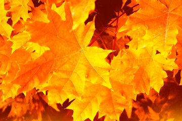 autumn landscape with bright colorful foliage. Blur Background. Indian summer.
