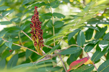 Red flower of sumac tree