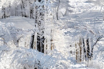 Snowy Forest Landscape