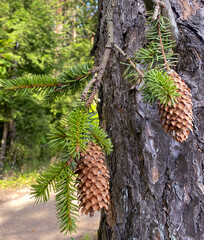 pine cones on the tree