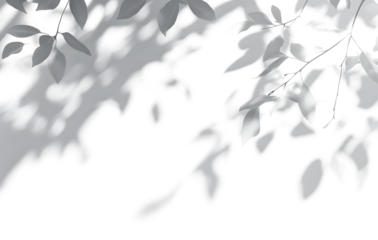 shadow overlay effect isolated on transparent. Transparent shadows and light from leaves and branches. Mockup of leaf shadow and lightning.