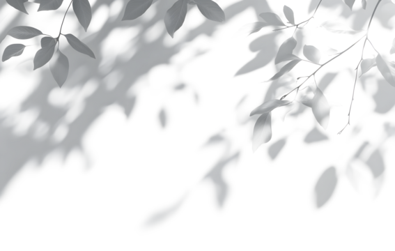 shadow overlay effect isolated on transparent. Transparent shadows and light from leaves and branches. Mockup of leaf shadow and lightning.