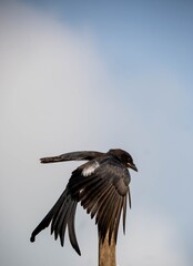 The drongos are a family, Dicruridae, of passerine birds of the Old World tropics. The 31 species in the family are placed in a single genus,