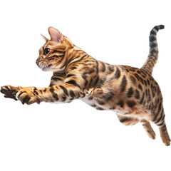 Bengal playful cat leaping in the air captured mid-jump