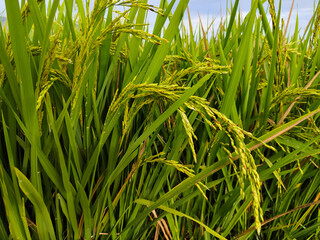 rice plants in the rice fields