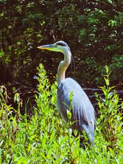 great blue heron