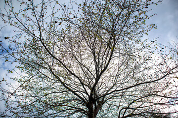 tree branches against sky