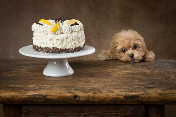 Cute maltipoo puppy begging for cake