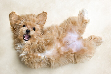 Cute maltipoo puppy relaxing with belly up