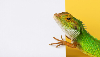Fototapeta premium Cute lizard standing behind a white empty banner and looking around the edge. 