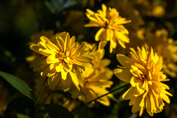 yellow flowers in the garden