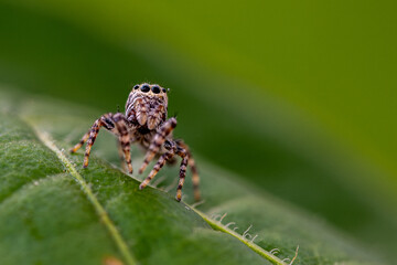 spider on a leaf