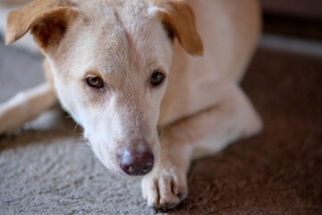 Close-up of a brown street dog lying down in the cement floor.