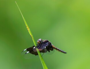 one black wing dragonfly sitting on a small green plant stem close up