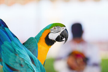 blue and yellow macaw parrot bird standing on long bar.