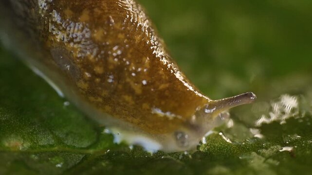 A detailed close up of a slug crawling on a vibrant green leaf. The intricate textures of the slugs body and the leafs surface are clearly visible