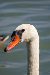 white swan on the water