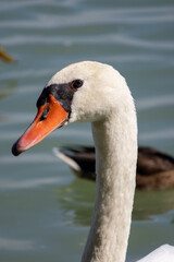 swan on the water
