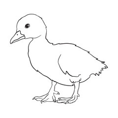 Duckling Drawing