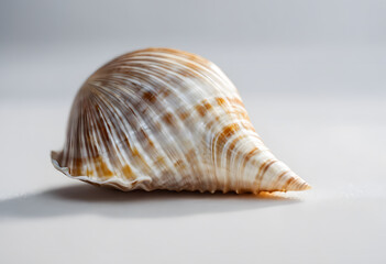 A close-up of various seashells, featuring a large scallop shell with intricate ridges and a smooth interior, surrounded by smaller shells and pebbles, all set against a soft, blurred background.
