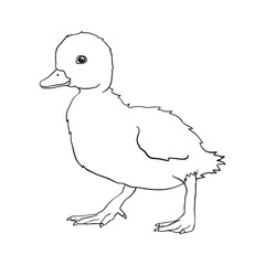 Duckling Drawing