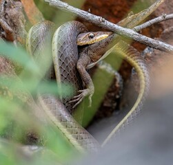 Black mamba snake hunting down an agama lizard