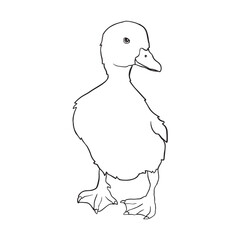 Duckling Drawing