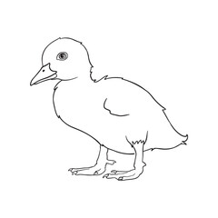 Duckling Drawing